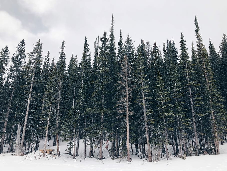 green trees field with snow, green pine tree forest covered with snow under white clouds HD wallpaper