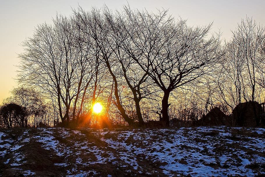 landscape, trees, sun, nature, snow, cold temperature, winter HD wallpaper