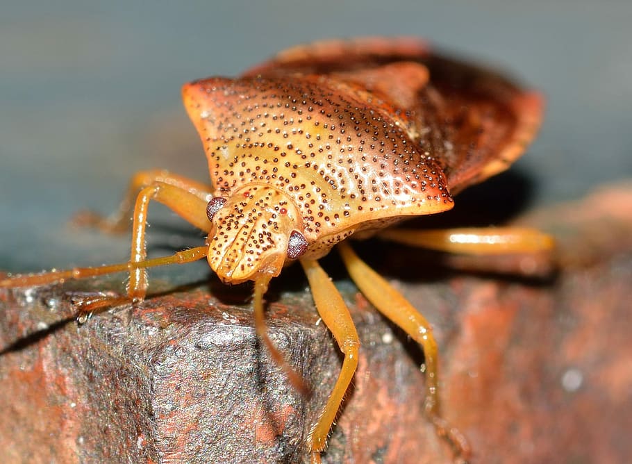 Hemiptera, Insect, Bug, one animal, animal themes, animals in the wild HD wallpaper