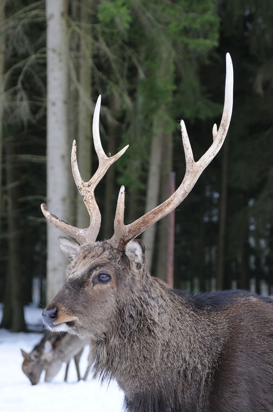 depth of field photo of brown deer, hellenthal, hirsch, in the HD wallpaper