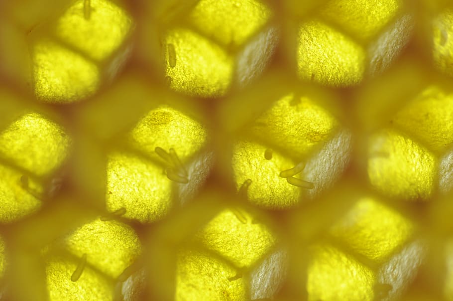 bees, a honeycomb, drones breed, after queenless, drohnenmütterchen HD wallpaper