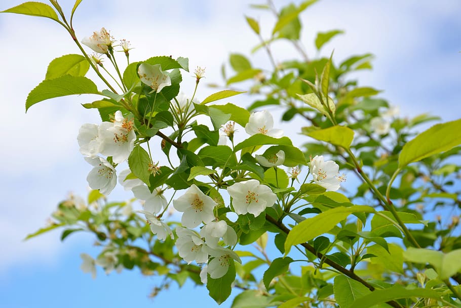 white petaled flowers on tree, apple tree, bloom, branch, leaves HD wallpaper