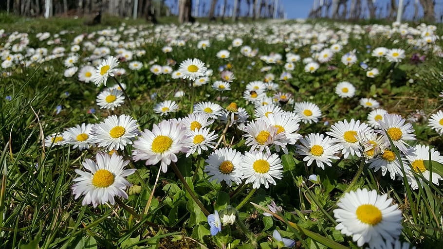 white flower field in bloom, daisy, meadow, close, spring, flowers HD wallpaper