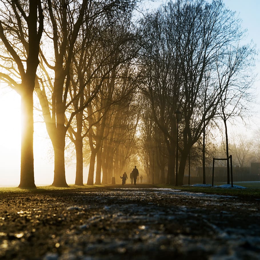 trees, plants, branches, road, sunny, sunshine, morning, sunlight HD wallpaper