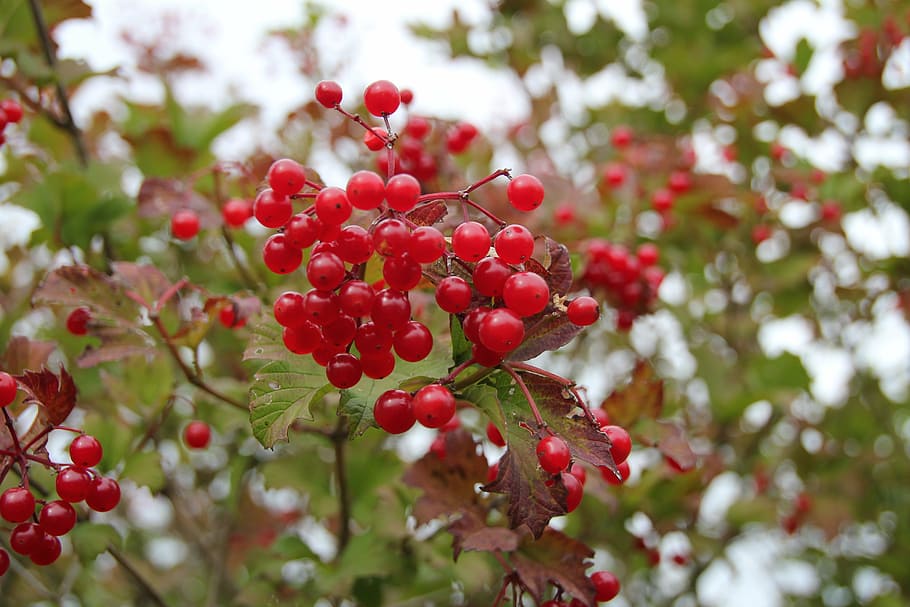 berries, nature, macro, red, fruit, food, healthy eating, food and drink HD wallpaper