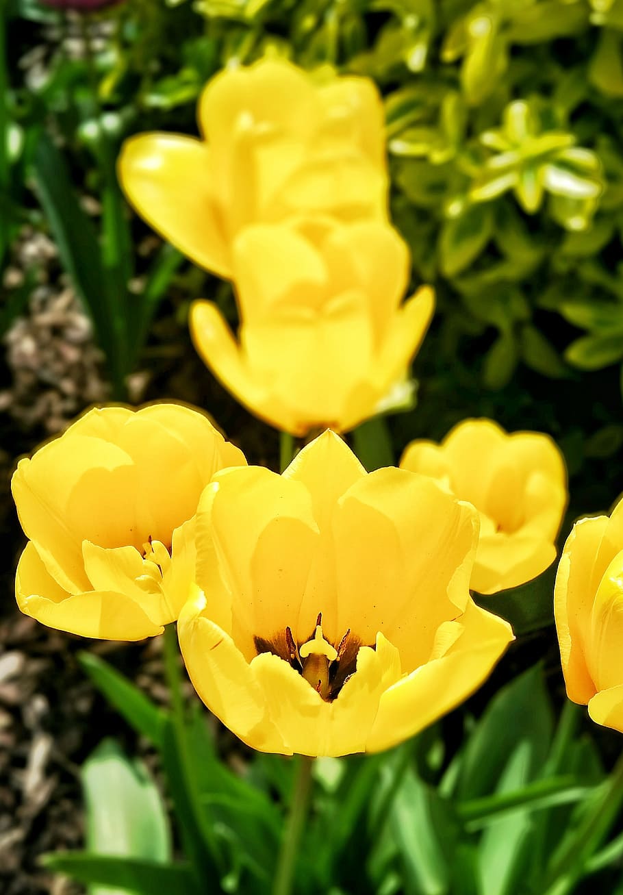 Spring, Tulip, Flower, Plant, Blossom, yellow, nature, flowers HD wallpaper