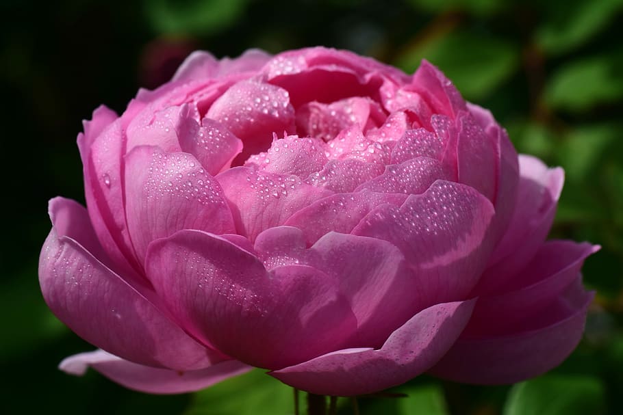 closeup photography of pink petaled flower, rose, dew, drip HD wallpaper