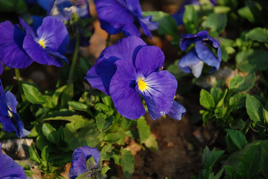 Scenery, Flower, Spring, the scenery, purple, petal, plant HD wallpaper