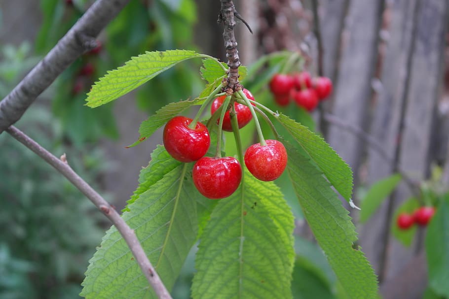Cherry, Branch, Berry, Nature, summer, closeup, red, fruit HD wallpaper