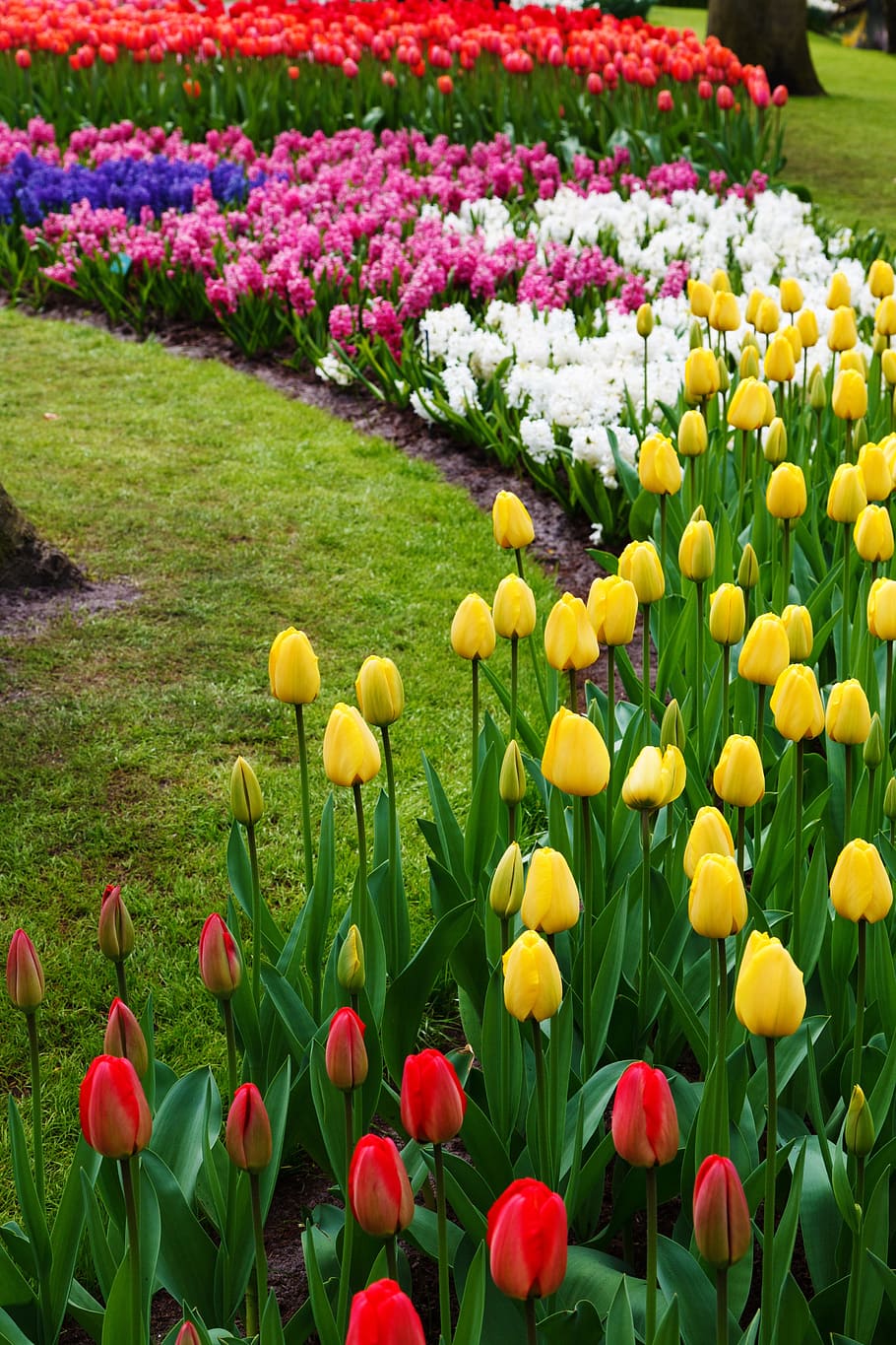 Beautiful, Flower, Bed, Bloom, Blossoms, color, colorful, flora HD wallpaper