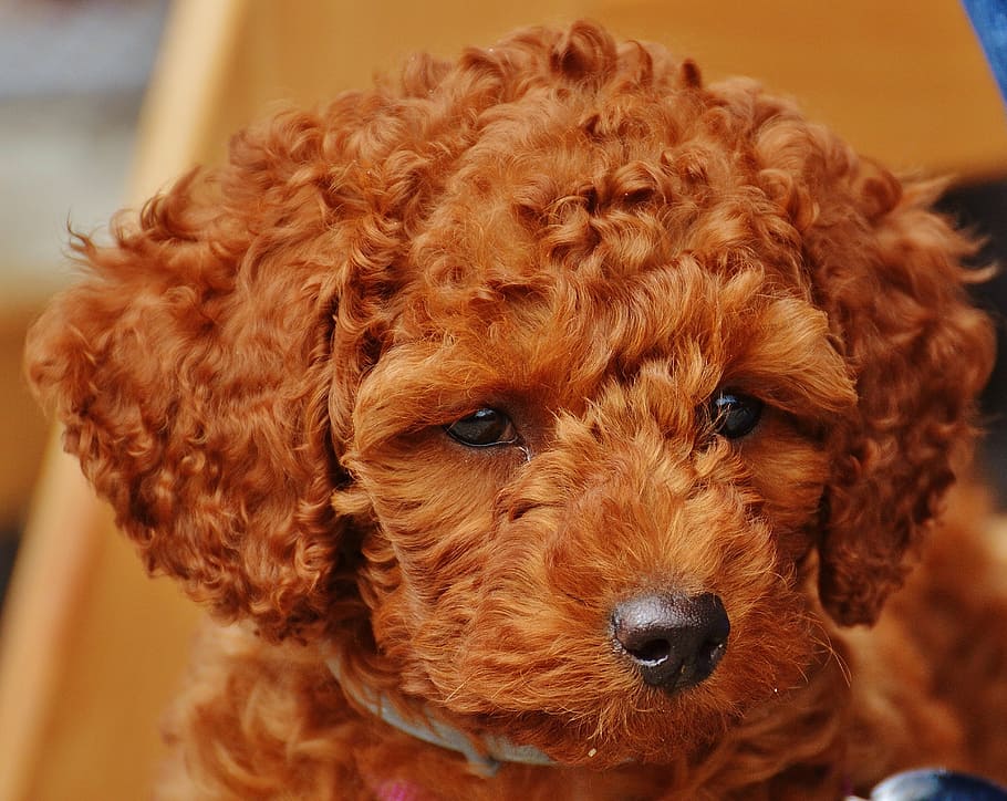 close-up photography of red toy poodle puppy, dog, young animal