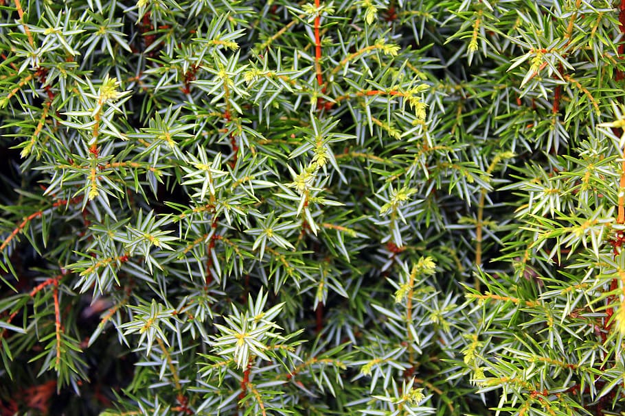 Shrub-juniper 1080P, 2K, 4K, 5K HD wallpapers free download | Wallpaper