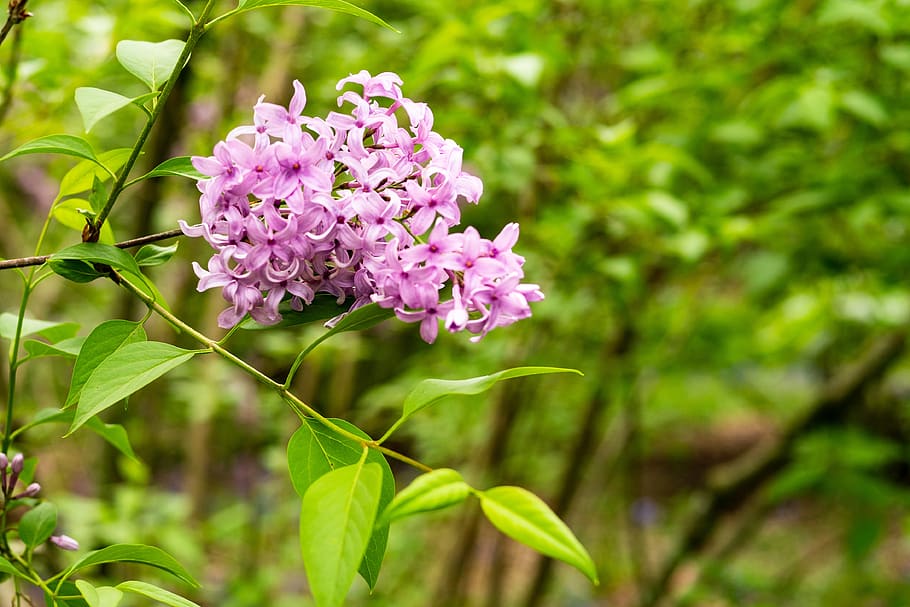 lilac, flower, spring, garden, flowering plant, beauty in nature HD wallpaper