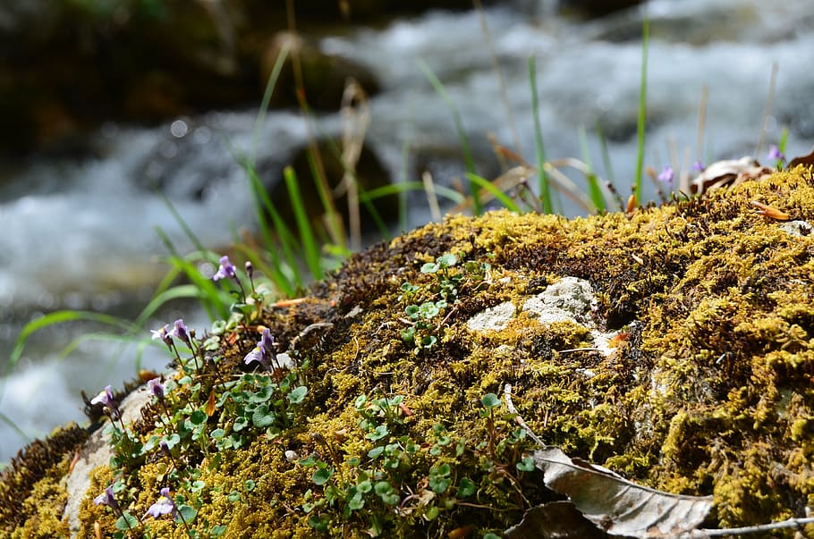 stream, moss, mountain, water, clear water, plant, growth, no people HD wallpaper
