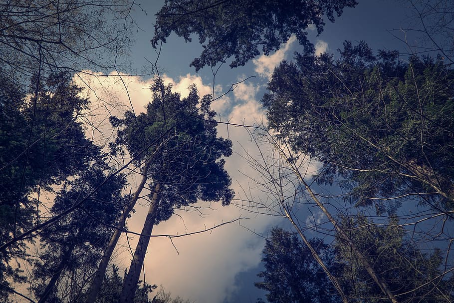 nature, sky, clouds, trees, branches, daylight, environment, leaves HD wallpaper