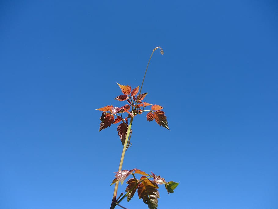 outbreak, vine, leaves, red, blue, sky, leaf, plant part, autumn HD wallpaper
