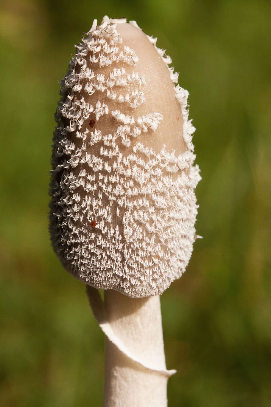 Mushroom, Filigree, White, Flocked, compost mushroom, insect
