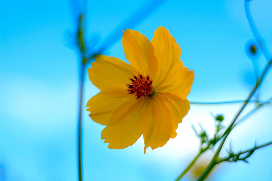 yellow flowers, starburst, nature, flowering plant, freshness, HD wallpaper