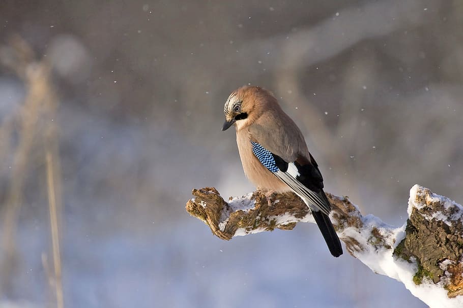 selective focus photography of Eurasian jay, bird, konar, winter HD wallpaper