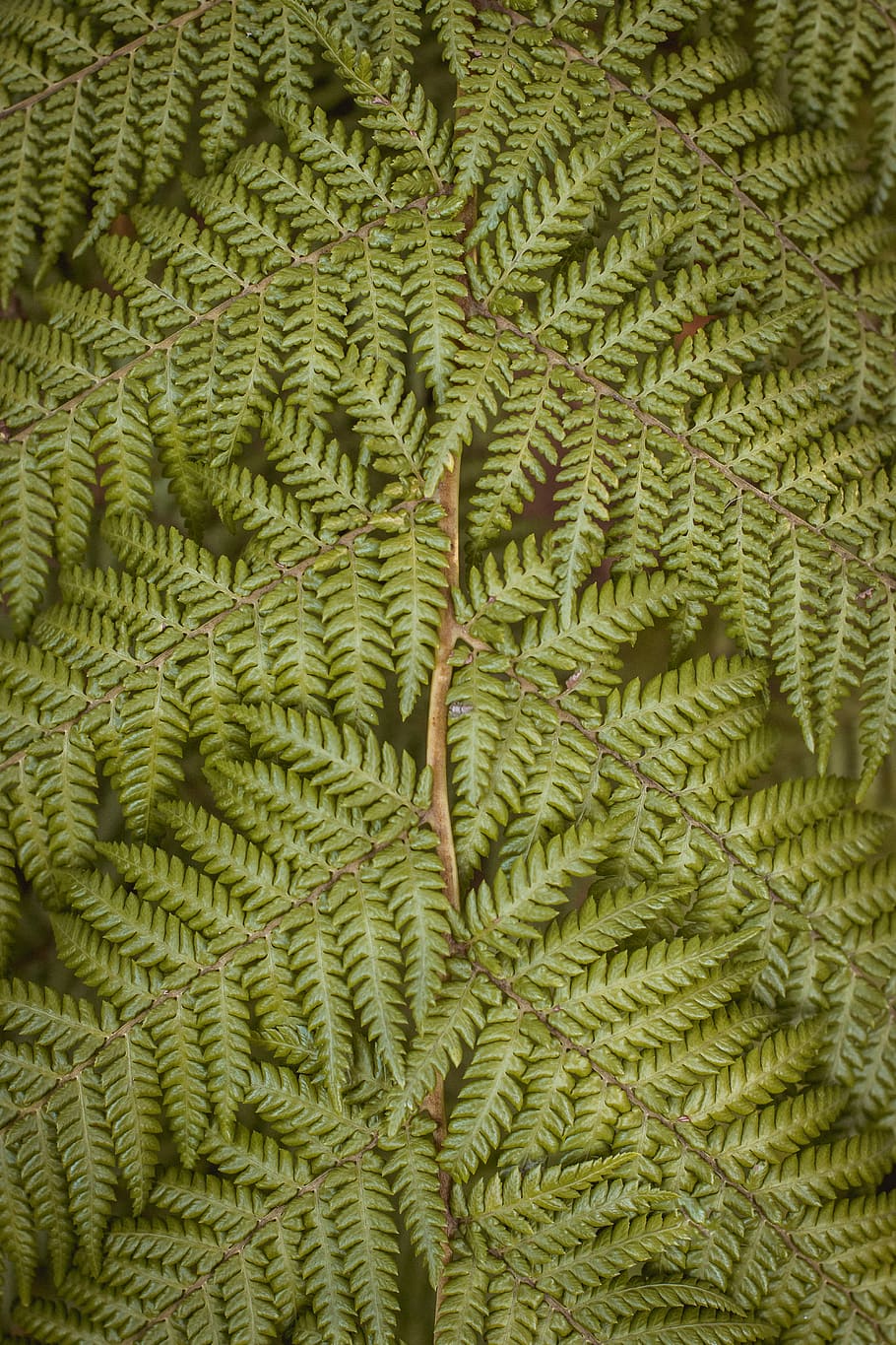 photo of green ferns, green leaf plant, pattern, repetitive, tree HD wallpaper