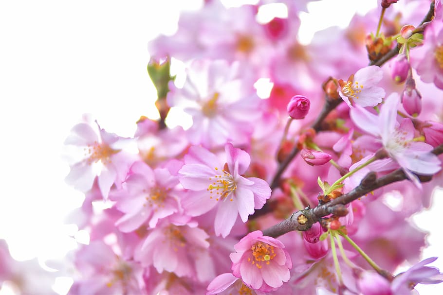 shallow focus photography of purple flowers, cherry, cherry blossoms HD wallpaper