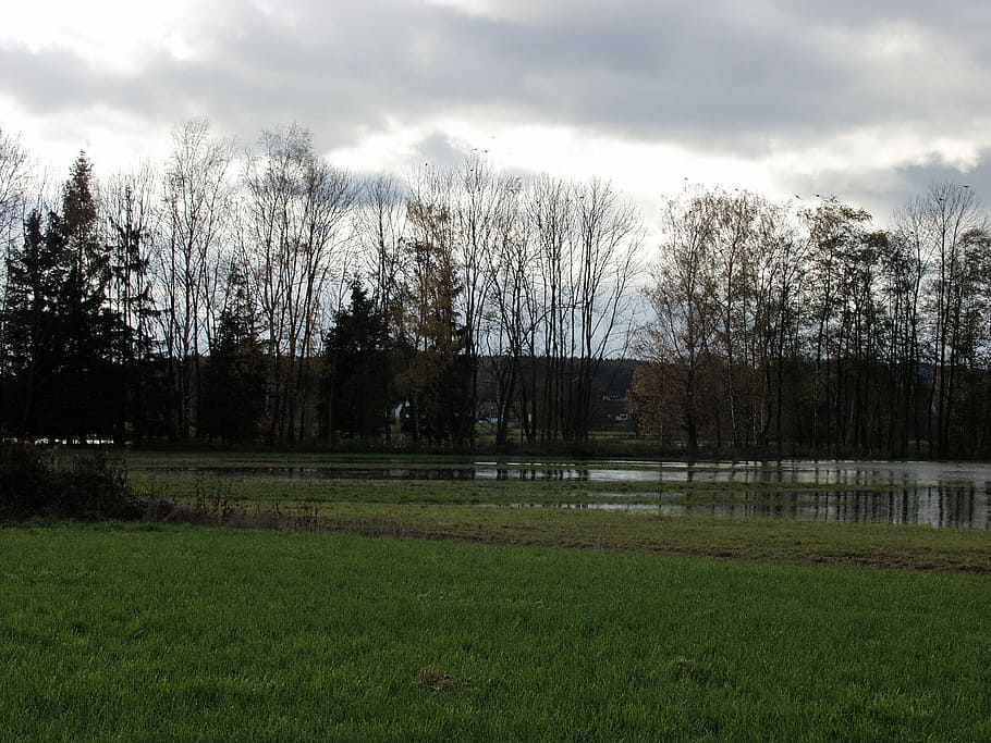 flooding, reported, water, clouds, river, tree, plant, grass HD wallpaper