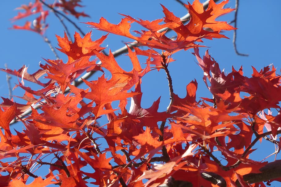leaf, autumn, season, tree, nature, leaves, ilex, plant part HD wallpaper