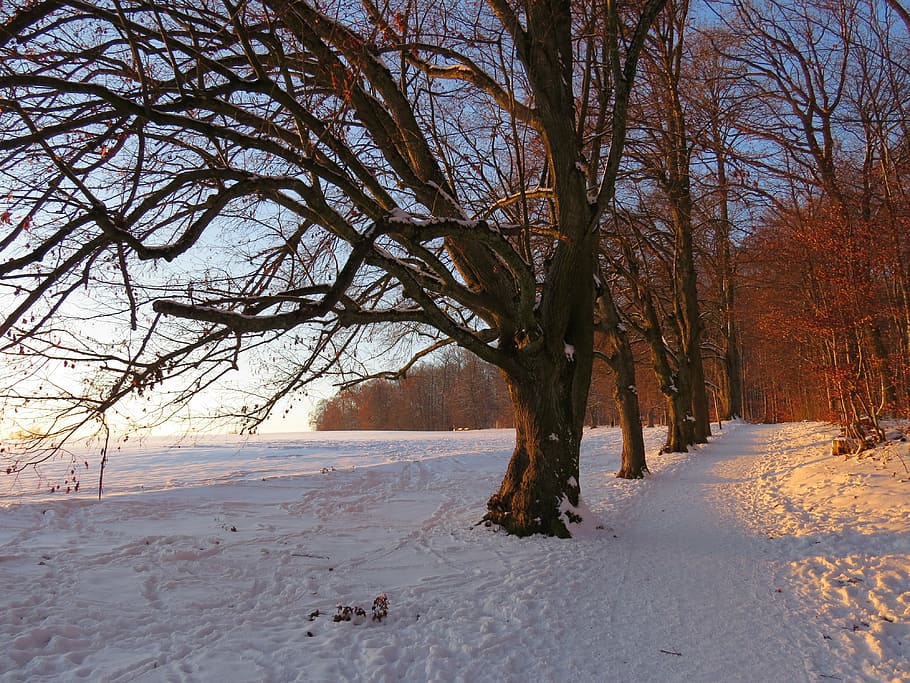 bare trees on snow, avenue, snowy, afterglow, winter, cold, field, HD wallpaper
