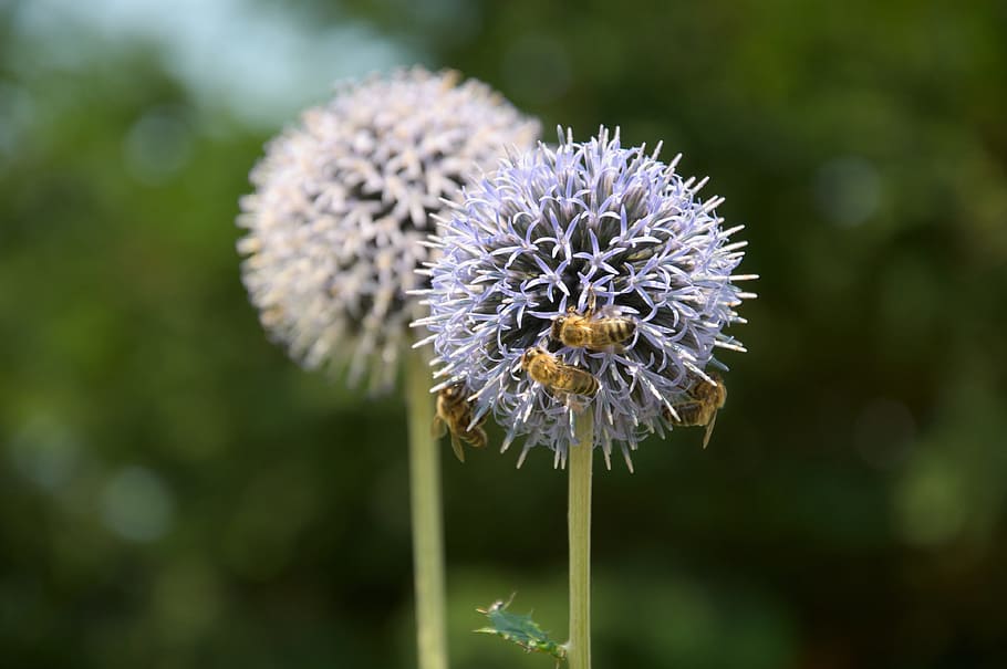 macroshot photo of dandelion, thistle, flowers, bees, group HD wallpaper