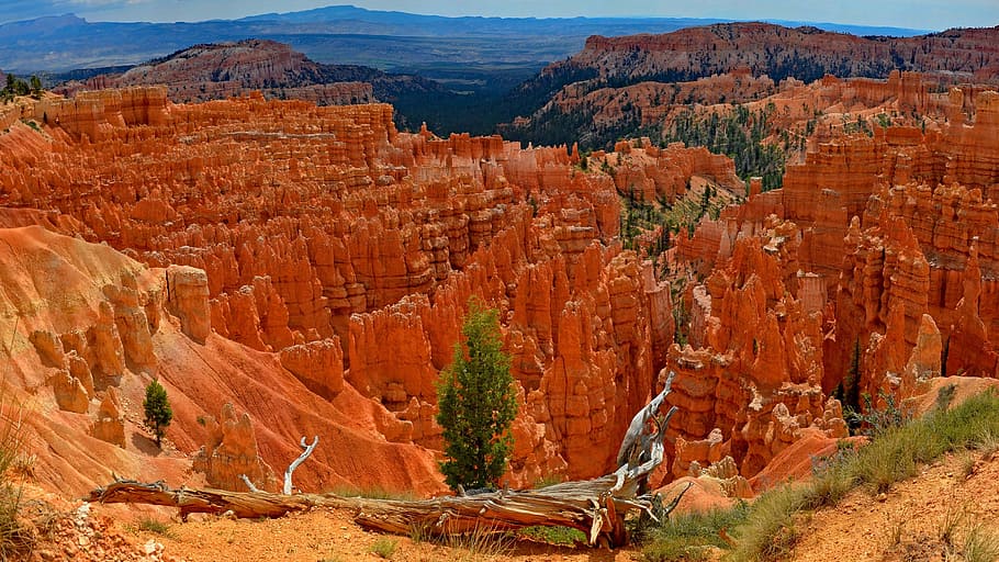 usa, bryce canyon, root, rock - object, rock formation, travel destinations HD wallpaper