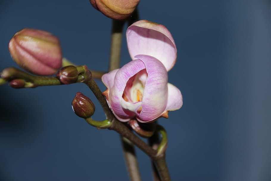 orchid, bud, purple, open, orchid greenhouse, orchidaceae, blossom HD wallpaper