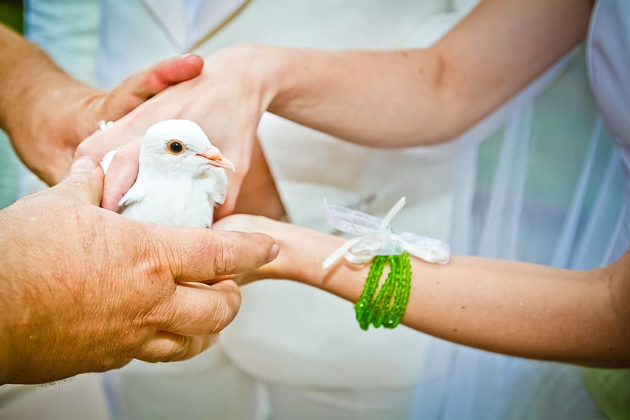 Dove, White, Wedding, human body part, human hand, water, human arm HD wallpaper