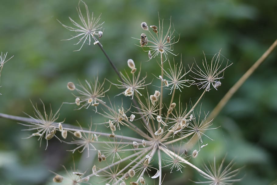 nature, flora, summer, closeup, outdoors, season, growth, plant HD wallpaper