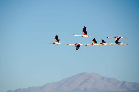 aerial photography of flock of white flying bird, untitled, brown HD wallpaper