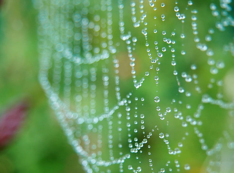 cobweb, morgentau, network, dew, dewdrop, drip, beaded, moist HD wallpaper
