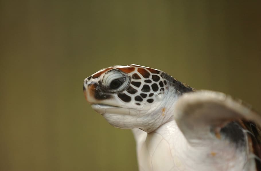 selective focus photography of brown and white turtle, Animal