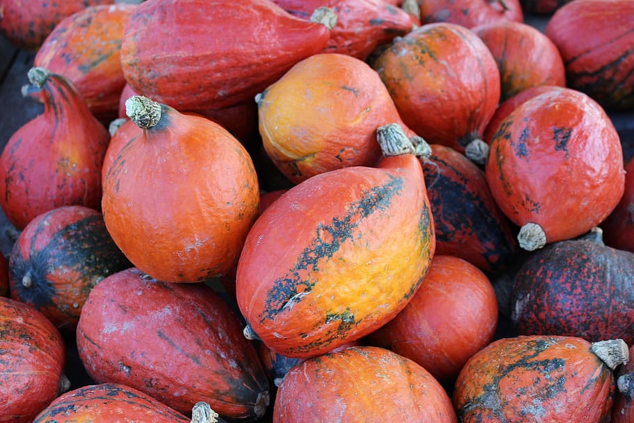 pumpkins, autumn, food and drink, healthy eating, wellbeing HD wallpaper