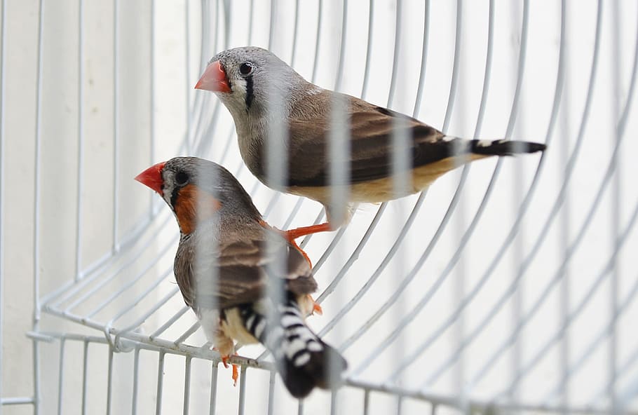 two brown and gray birds, Finches, Evolution, Pet, pet birds HD wallpaper