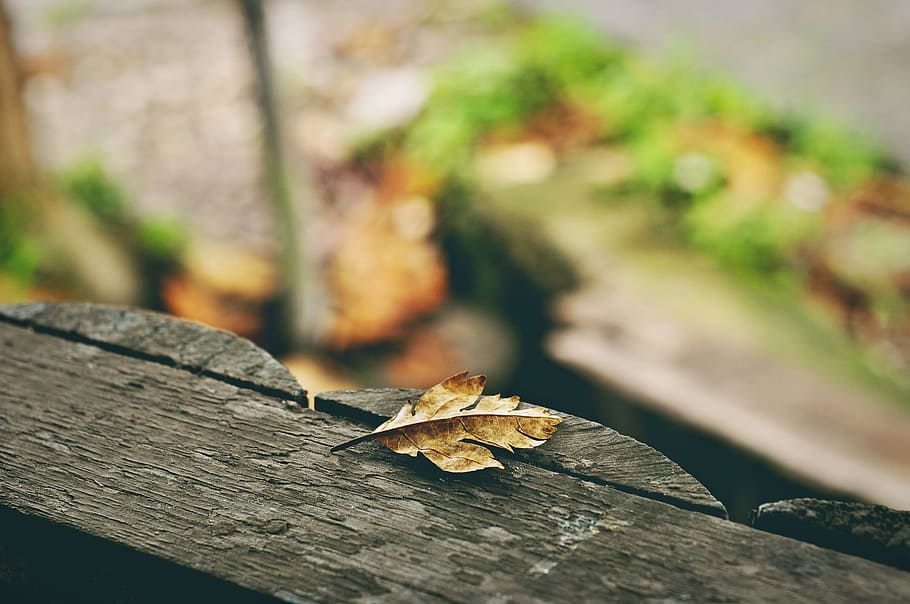 nature, leaf, yellow, plants, wood - material, plant part, autumn HD wallpaper
