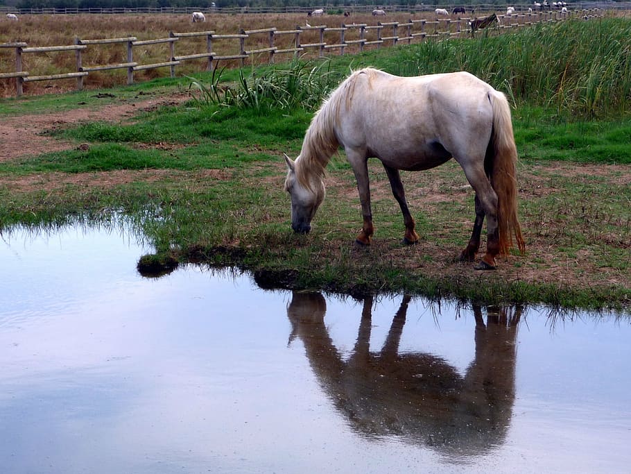 horse, white, animal, reflection, nature, farm, grass, rural Scene HD wallpaper