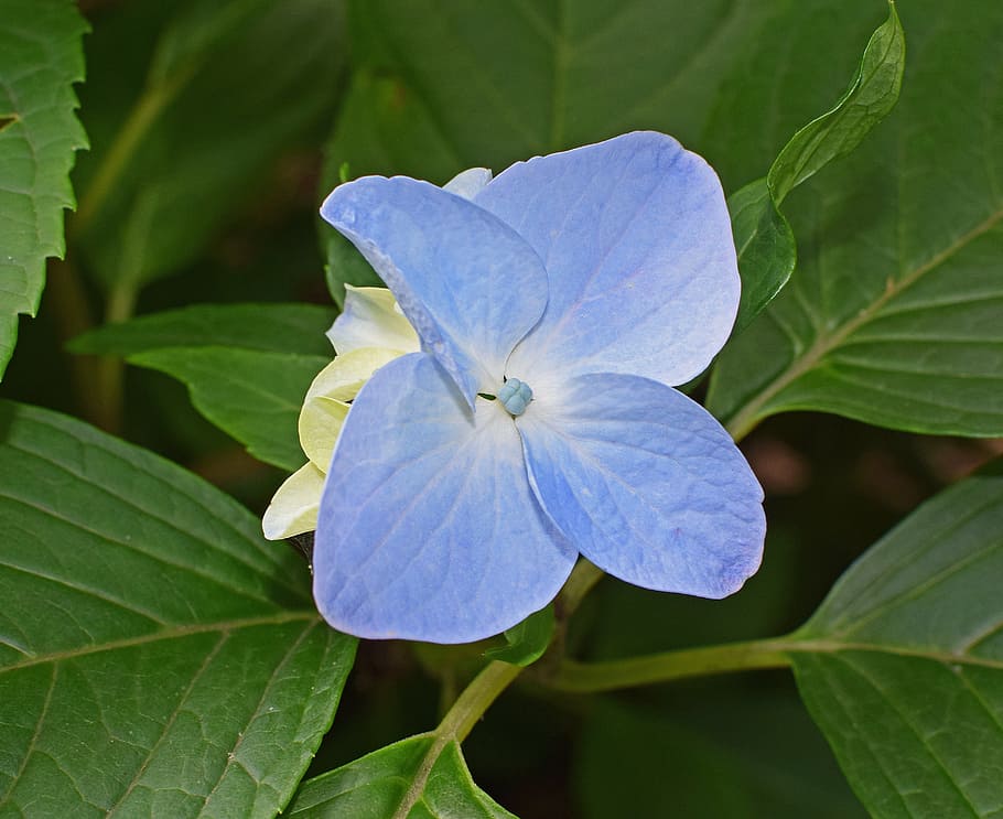single blue hydrangea, blossoms, flower, bloom, plant, garden HD wallpaper