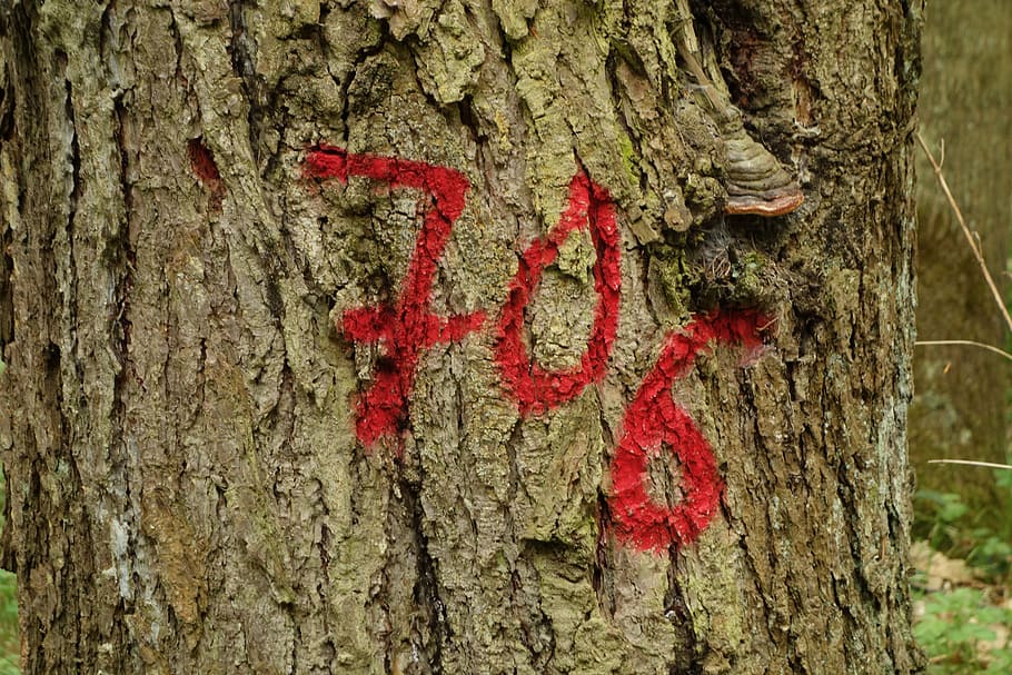 tree, tagged, forest, tribe, log, number, 706, spray, spray paint HD wallpaper