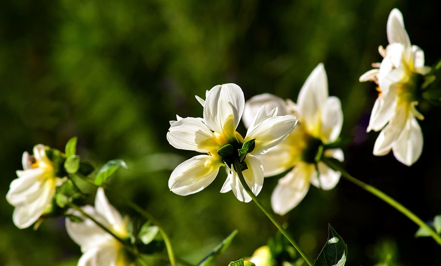 dahlia, back light, composites, easy flowering, simple dahlia HD wallpaper