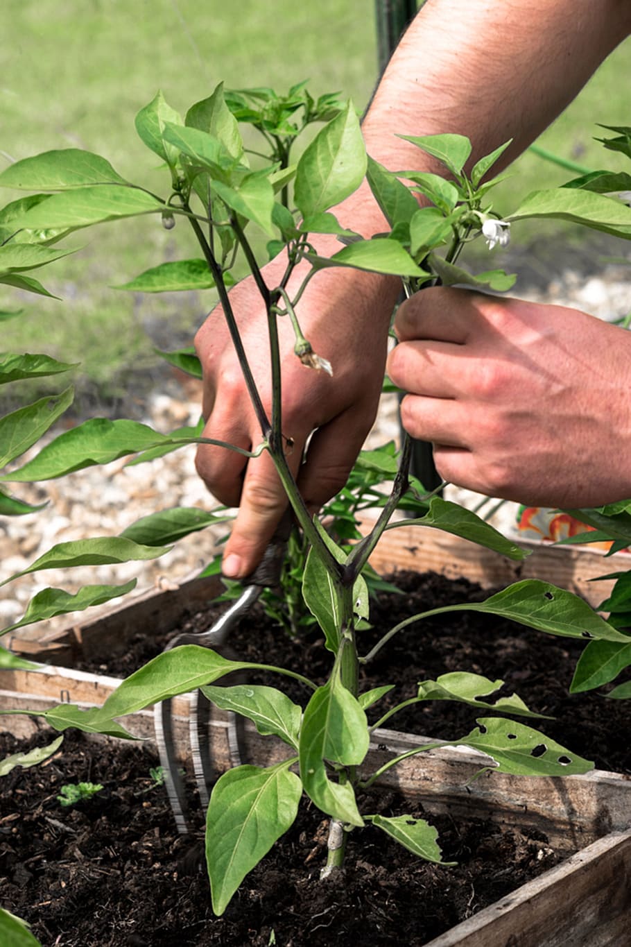 Gardener, Labor, Work, Plating, Pepper, labor work, plating a pepper HD wallpaper