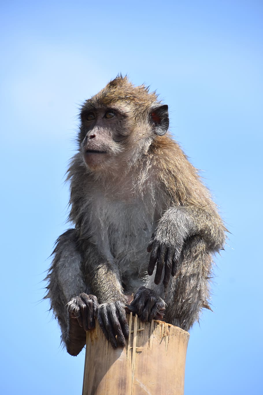 indonesia, monkey, nature, primate, animal, animal themes, animal wildlife HD wallpaper