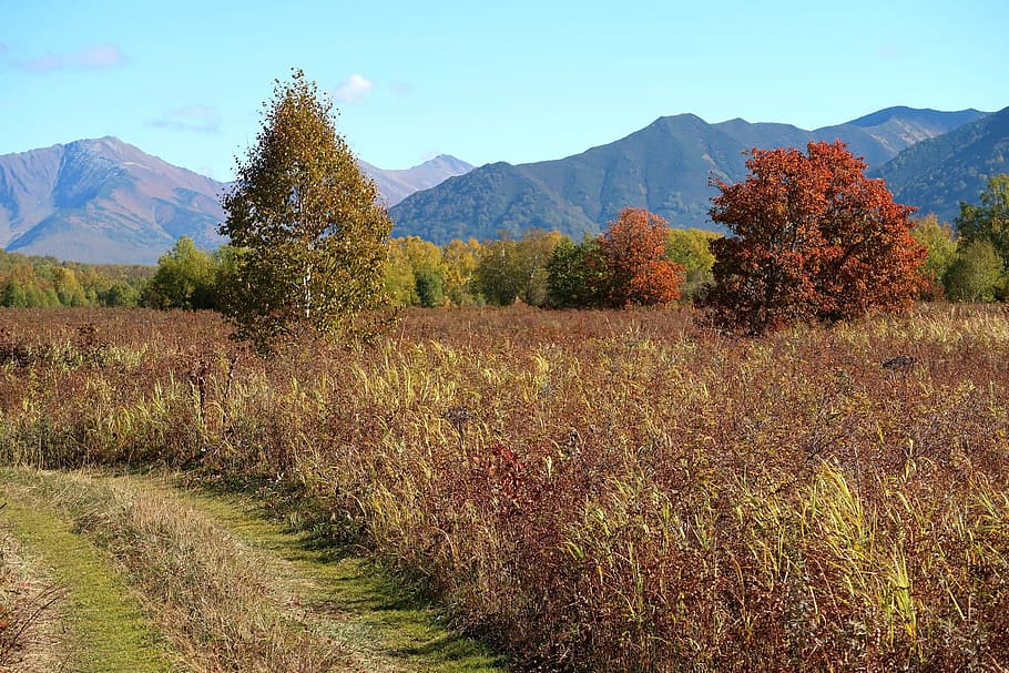 autumn, mountains, forest, road, fall colors, autumn grass HD wallpaper