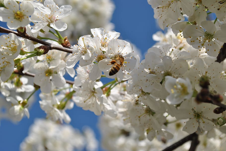 flower, white, bee, flowering plant, fragility, freshness, vulnerability HD wallpaper