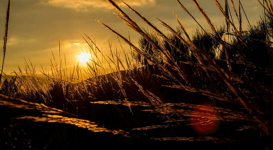 silhouette of plant during golden hour, sunset, sky, mountain HD wallpaper