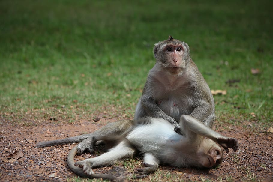 Monkey, Animals, Cambodia, Angkor Wat, animal themes, animals in the wild HD wallpaper