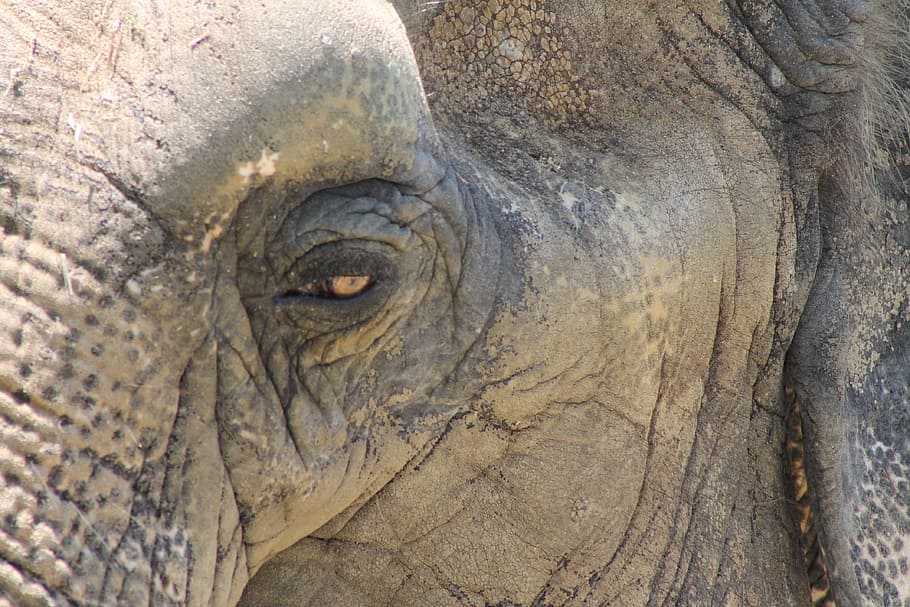 Elephant, Eye, Mammal, Head, animal, wildlife, large, nature HD wallpaper